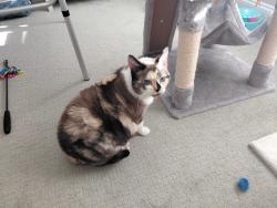 Lost Female Cat last seen Nuangola PA reststop exit 159 on rt 81S, Nuangola, PA 18707