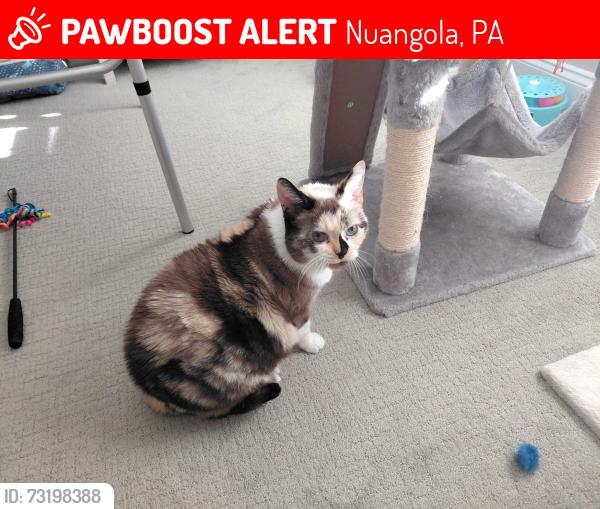 Lost Female Cat last seen Nuangola PA reststop exit 159 on rt 81S, Nuangola, PA 18707