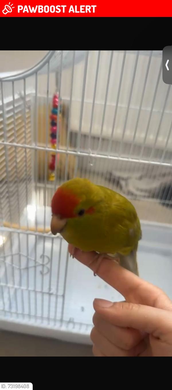 Lost Female Bird last seen Cwmrhydeceirw, Cwmrhydyceirw, Wales SA6 6FH