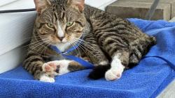 Found/Stray Male Cat last seen Sparrowood dr, Indianapolis, IN 46236