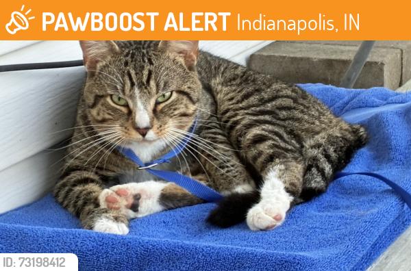 Found/Stray Male Cat last seen Sparrowood dr, Indianapolis, IN 46236