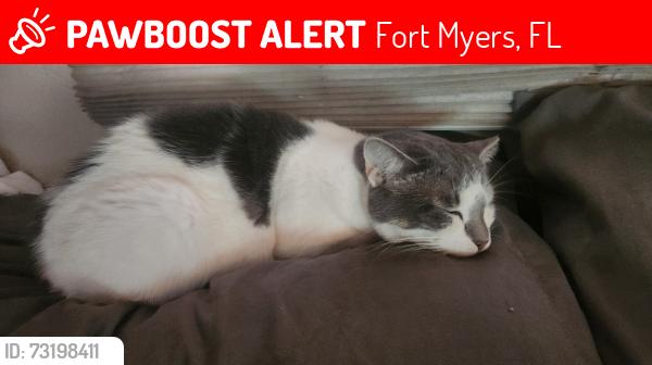 Lost Male Cat last seen Jefferson Park, Fort Myers, FL 33901