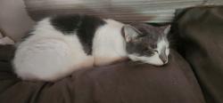 Lost Male Cat last seen Jefferson Park, Fort Myers, FL 33901