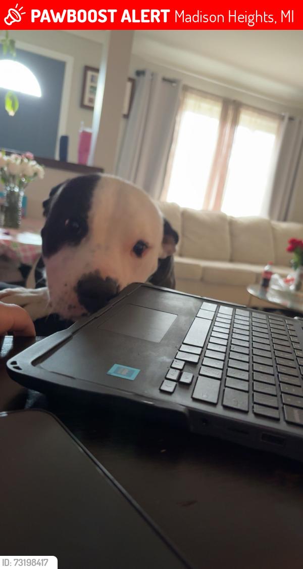 Lost Male Dog last seen 12 mile in Campbell near Irish Tavern, Madison Heights, MI 48071