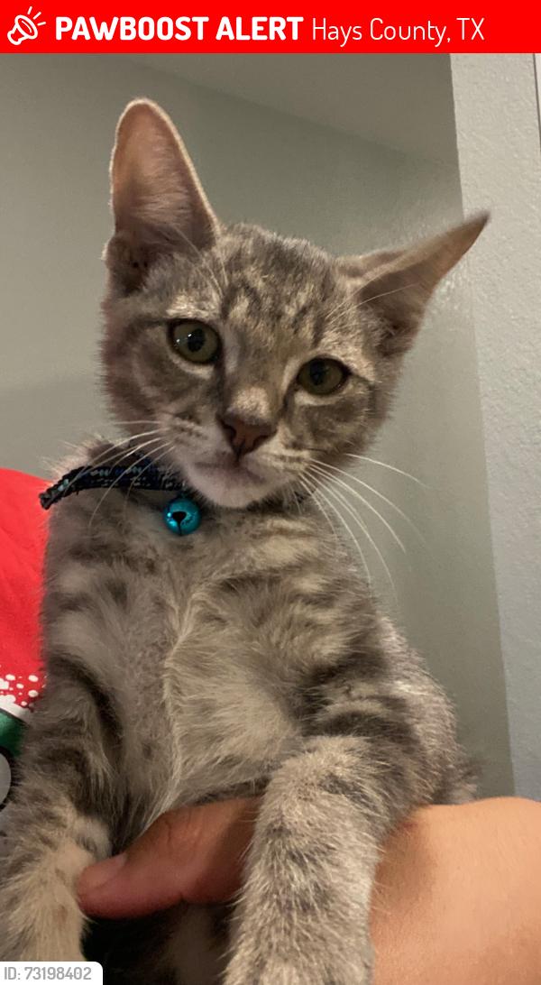 Lost Male Cat last seen Soapstone Pass and basalt dr streets, Hays County, TX 78656
