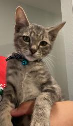Lost Male Cat last seen Soapstone Pass and basalt dr streets, Hays County, TX 78656