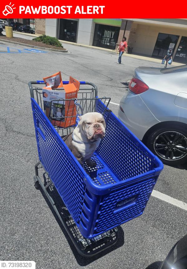 Lost Male Dog last seen Delhi and Otranto Rd, North Charleston, SC 29406