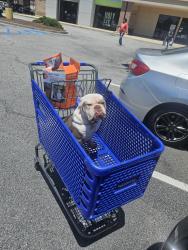 Lost Male Dog last seen Delhi and Otranto Rd, North Charleston, SC 29406
