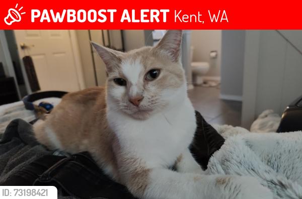 Lost Male Cat last seen Close to east hill closed Fred Myers in Kent., Kent, WA 98031