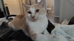 Lost Male Cat last seen Close to east hill closed Fred Myers in Kent., Kent, WA 98031