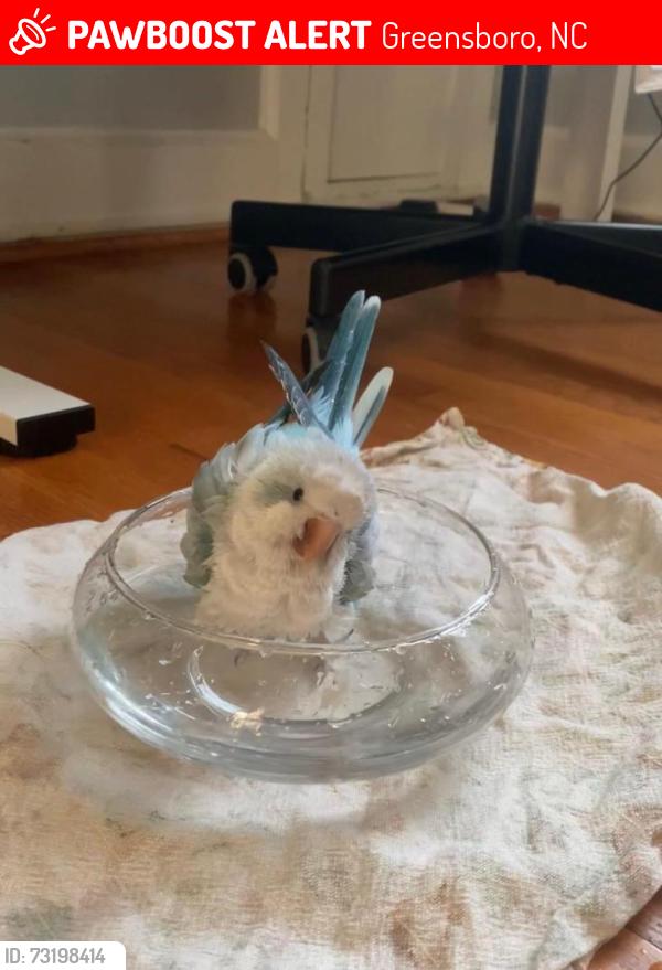 Lost Male Bird last seen Guilford college Rd/Jamestown, Greensboro, NC 27401
