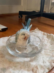 Lost Male Bird last seen Guilford college Rd/Jamestown, Greensboro, NC 27401