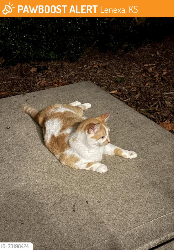 Found/Stray Unknown Cat last seen 83rd and Pflumm, Lenexa, KS 66215