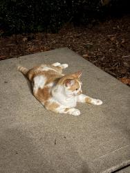Found/Stray Unknown Cat last seen 83rd and Pflumm, Lenexa, KS 66215
