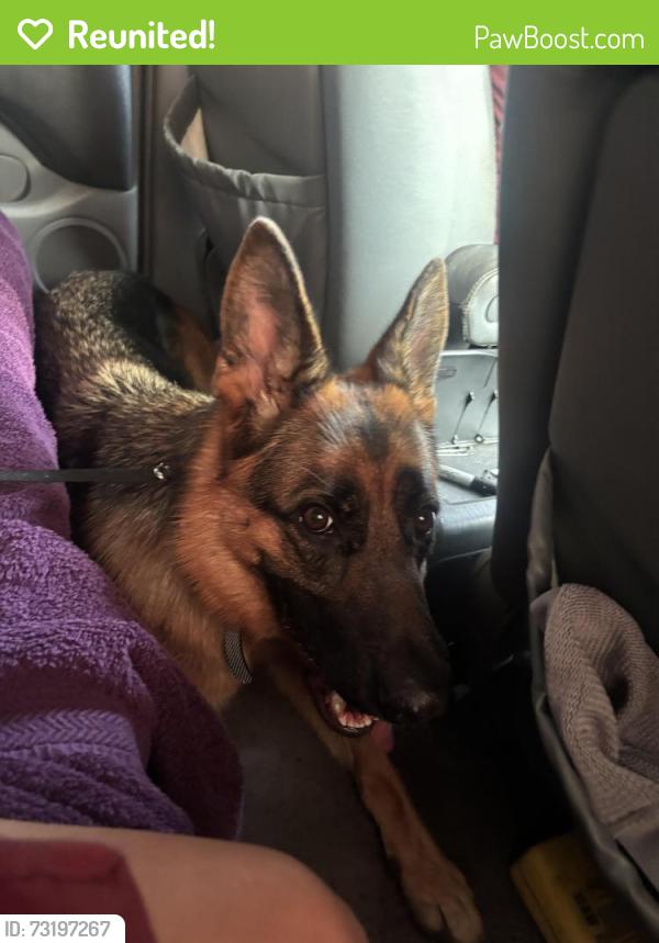 Reunited Female Dog last seen Islas Canarias on Coral Way, Miami, FL 33175