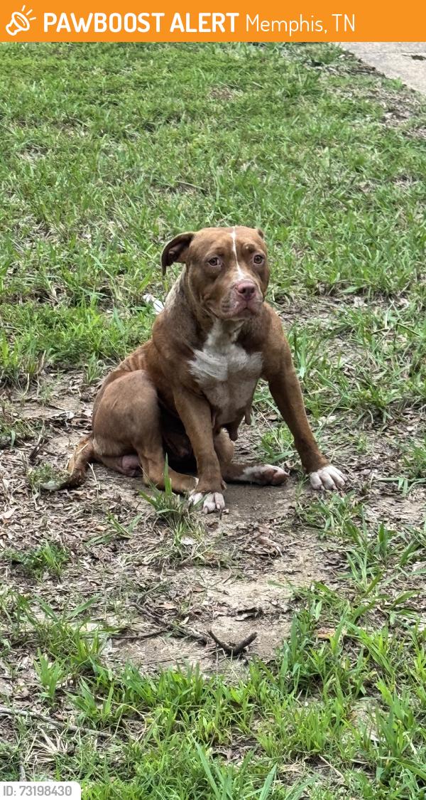 Found/Stray Female Dog last seen Clearbrook St, Memphis, TN 38118