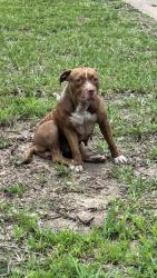 Found/Stray Female Dog last seen Clearbrook St, Memphis, TN 38118