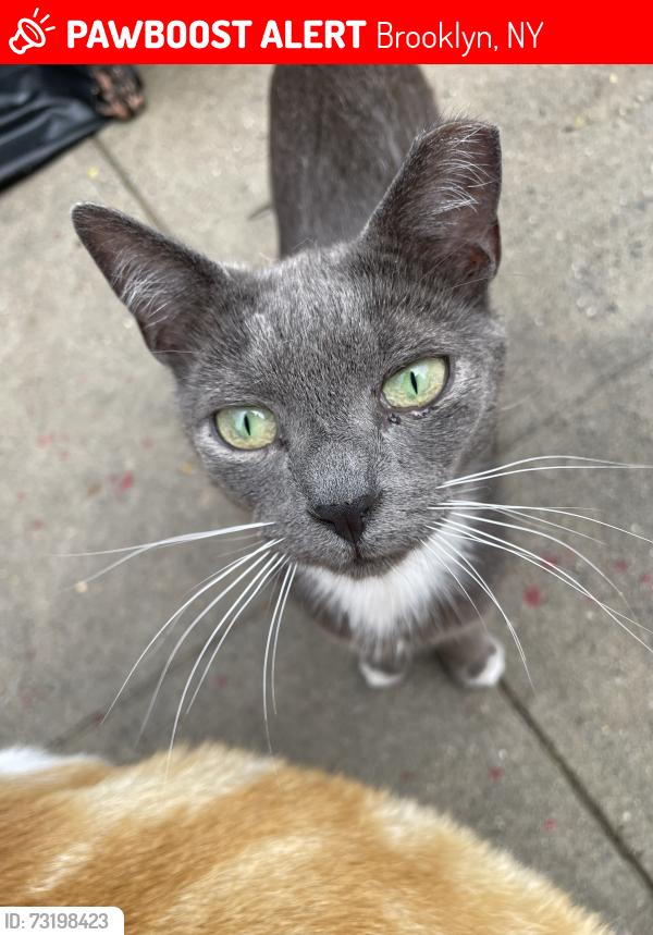 Lost Male Cat last seen Benson Ave. between Bay 7th and Bay 8th Street, Brooklyn, NY 11228