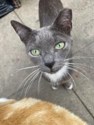 Lost Male Cat last seen Benson Ave. between Bay 7th and Bay 8th Street, Brooklyn, NY 11228