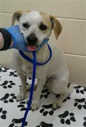 Shelter Stray Female Dog last seen SR 436 AND WILSHIRE IN CASSELBERRY, 232 Eslinger Way, Sanford, FL 32773, USA