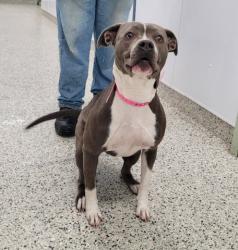 Shelter Stray Female Dog last seen Near BLOCK BINDER ST, DETROIT, MI 48234, 7401 Chrysler Dr, Detroit, MI 48211, USA