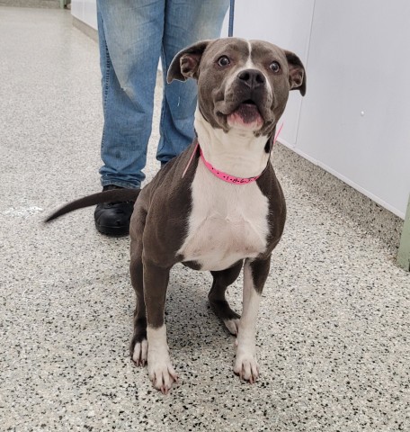 Shelter Stray Female Dog last seen Near BLOCK BINDER ST, DETROIT, MI 48234, 7401 Chrysler Dr, Detroit, MI 48211, USA