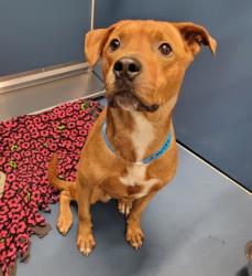Shelter Stray Male Dog last seen Near BLOCK STRATHMOOR ST, DETROIT, MI 48235, 7401 Chrysler Dr, Detroit, MI 48211, USA