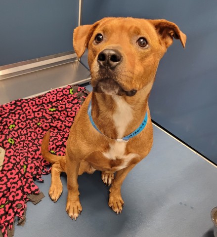Shelter Stray Male Dog last seen Near BLOCK STRATHMOOR ST, DETROIT, MI 48235, 7401 Chrysler Dr, Detroit, MI 48211, USA
