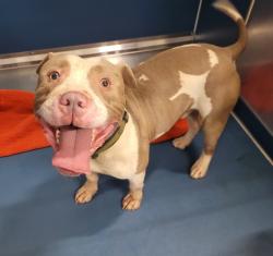 Shelter Stray Male Dog last seen Near BLOCK PORTLANCE ST, DETROIT, MI 48205, 7401 Chrysler Dr, Detroit, MI 48211, USA