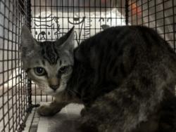 Shelter Stray Male Cat last seen , 957 N Gaffey St, San Pedro, CA 90731, USA