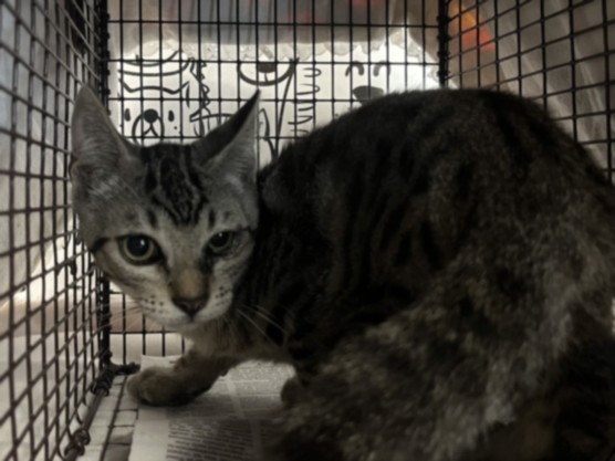 Shelter Stray Male Cat last seen , 957 N Gaffey St, San Pedro, CA 90731, USA