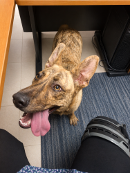 Found/Stray Female Dog last seen elm st and hamilton street, Burlington, NC 27217