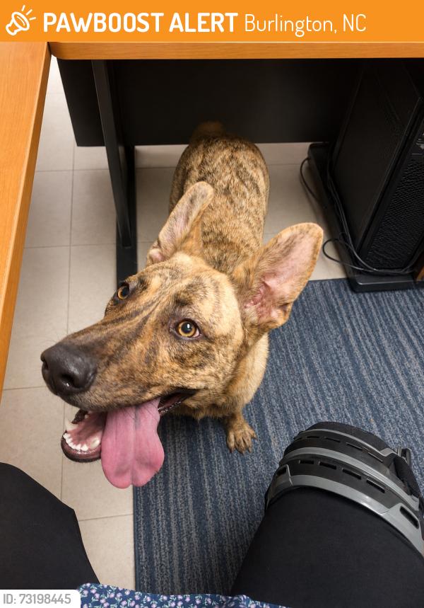 Found/Stray Female Dog last seen elm st and hamilton street, Burlington, NC 27217