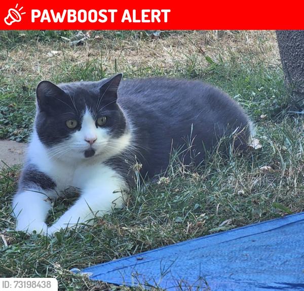 Lost Female Cat last seen Boucherie rd, Friends pub, West Kelowna, BC V1Z 1C7