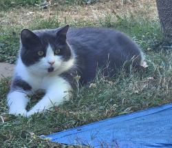 Lost Female Cat last seen Boucherie rd, Friends pub, West Kelowna, BC V1Z 1C7