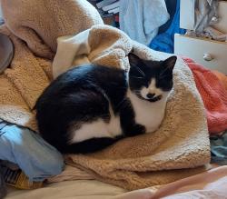 Lost Male Cat last seen Beatty Avenue, Brighton and Hove, England BN1 9EP