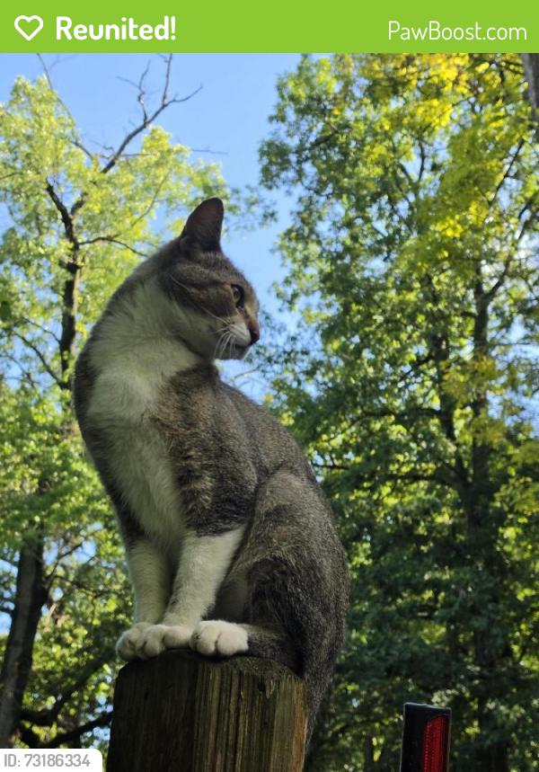 Reunited Male Cat last seen Hickory Ridge/General Motors, Milford Township, MI 48380