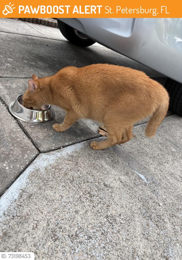 Found/Stray Unknown Cat last seen Near 35th Ave N, St. Petersburg, FL 33714