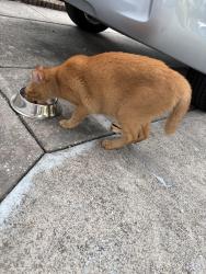 Found/Stray Unknown Cat last seen Near 35th Ave N, St. Petersburg, FL 33714