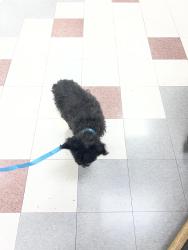 Reunited Female Dog last seen Cummings Elementary school, Keizer, OR 97303