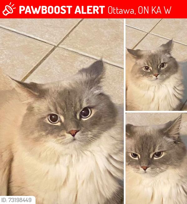 Lost Male Cat last seen Esprit and Sunmeadow Orleans, Ottawa, ON K4A 4W1