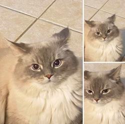 Lost Male Cat last seen Esprit and Sunmeadow Orleans, Ottawa, ON K4A 4W1
