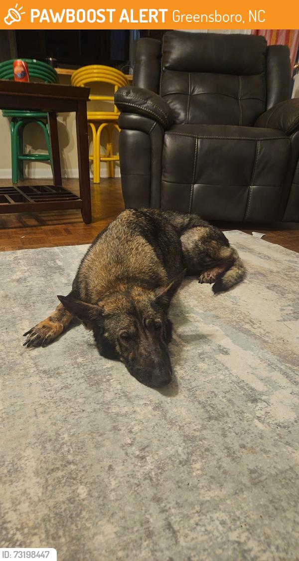 Found/Stray Female Dog last seen Grandover Golf Course, Greensboro, NC 27407