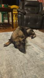 Found/Stray Female Dog last seen Grandover Golf Course, Greensboro, NC 27407