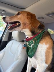 Reunited Male Dog last seen Collington Dr. & Springford Pkwy., Chesterfield County, VA 23112