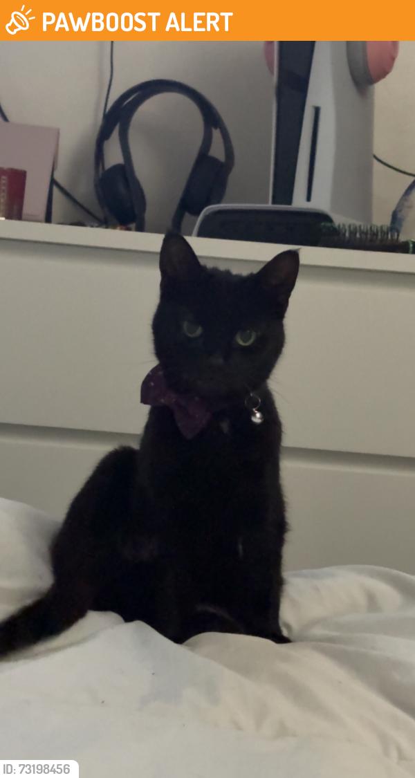 Found/Stray Female Cat last seen Castlecroft Road, Bilston, West Midlands, England WV14 6PQ