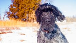 Lost Female Dog last seen By the rocket gas station, Sacramento, CA 95816