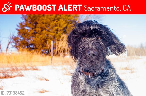 Lost Female Dog last seen By the rocket gas station, Sacramento, CA 95816