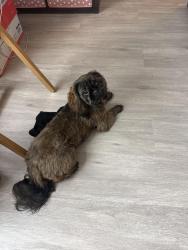 Found/Stray Female Dog last seen Near Hatcher Drive, Stockbridge, GA 30281