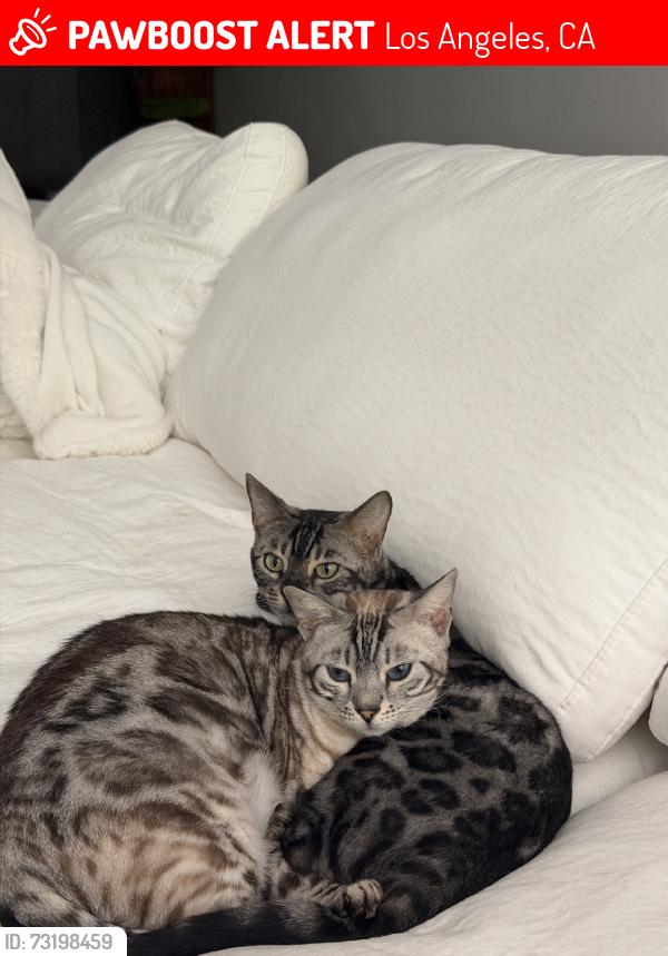 Lost Female Cat last seen Melrose, Los Angeles, CA 90048